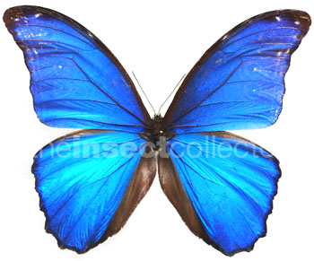 Morpho godartii